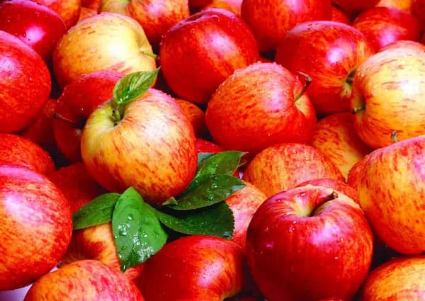 تصویر 4 از خرید و قیمت سیب قرمز استخوانی + فروش عمده